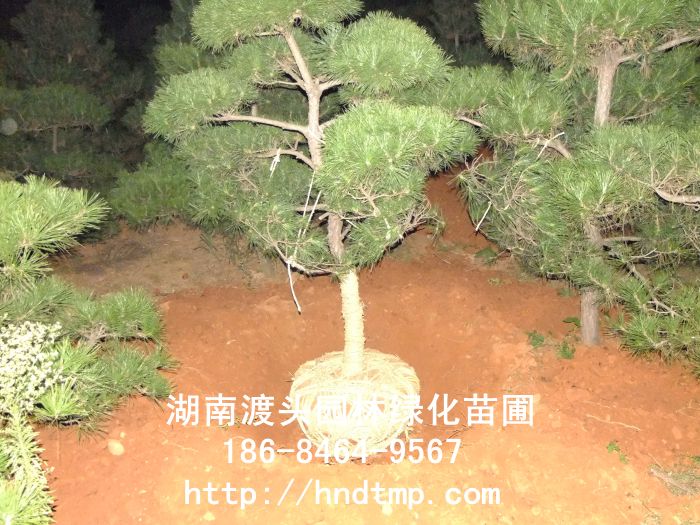 湖南景观黑松 湖南景观黑松