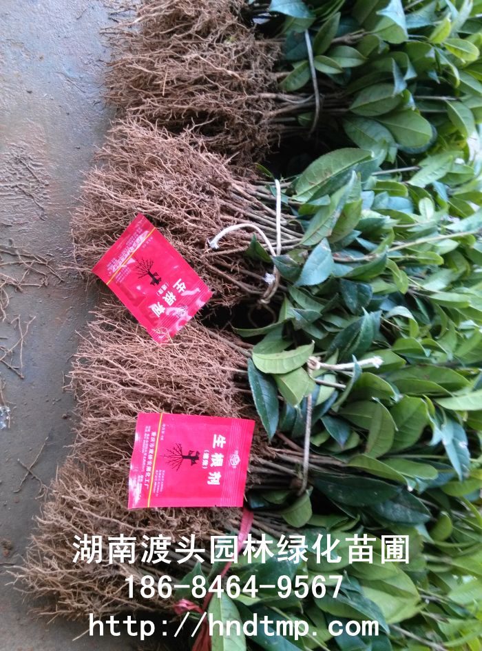 长沙丹桂苗 长沙丹桂苗