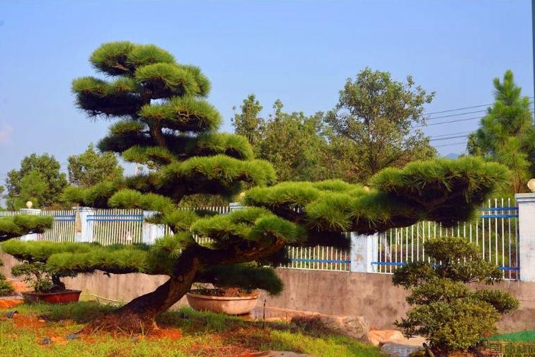 Pinus thunbergii,Ϻɻأɳԣɳ̻ʩɳؼӺɳͺɳɳأͺɣɳ̻ʩɳ̻