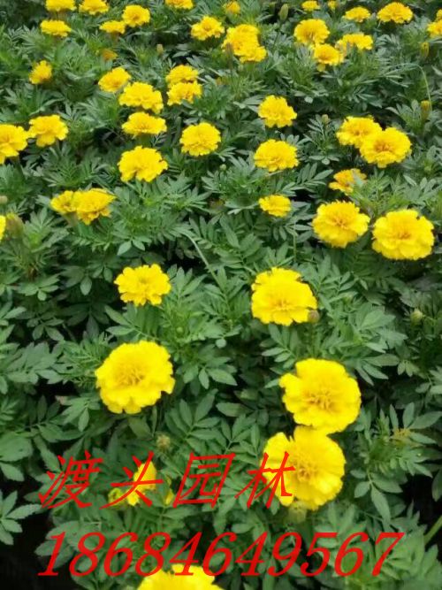 ϳɳؼľʱݻ,軨,ڻֱ,,ȸ,β,ڻ,̫,Ϻɻأɳԣɳ̻ʩɳؼӺɳͺɳɳأͺɣɳ̻ʩɳ̻