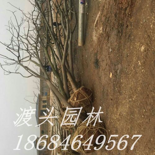 ȫ  Ǽ ظ ɽ,Ϻɻأɳԣɳ̻ʩɳؼӺɳͺɳɳأͺɣɳ̻ʩɳ̻