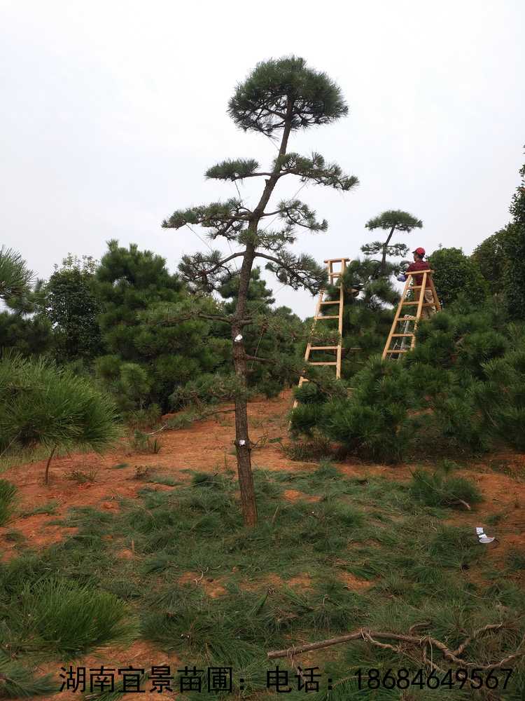 ɳԳۺ컨ľ׮ľ辰ձɣۺ,Ϻɻأɳԣɳ̻ʩɳؼӺɳͺɳɳأͺɣɳ̻ʩɳ̻