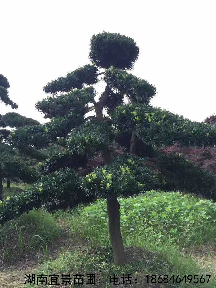 嵥ô,Ϻɻأɳԣɳ̻ʩɳؼӺɳͺɳɳأͺɣɳ̻ʩɳ̻